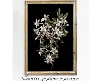 White Azaleas in Bloom Flower Illustration Download-Gorgeous Dark Toned Botanical Decor Art-Print at Home-Printable Instant Downloadable#562