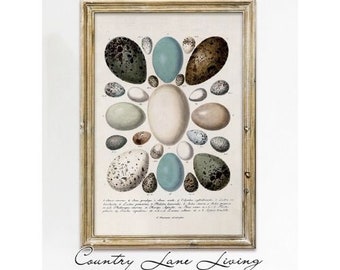 vintage Collection of Bird Eggs Drawing Download - Aged Book Reference Rustic Art - Print at Home Poster-Printable Instant Downloadable #544