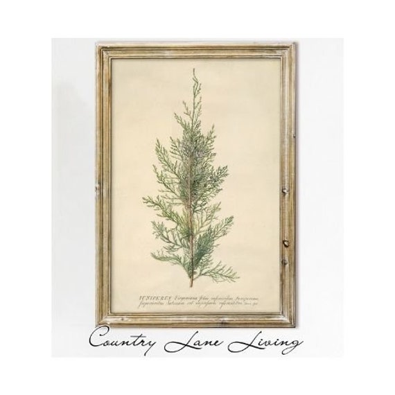 Art & Collectibles Digital Prints Prints Vintage Illustration Red Cedar