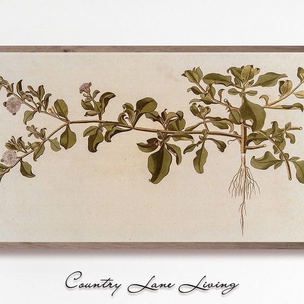 Samsung Frame TV Flowering Spring - Antique Farmhouse Botanical Painting Instant 4k Wallpaper - Muted Emerald Green Tones Downloadable #710