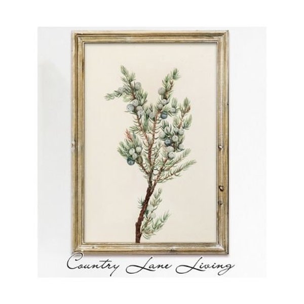 Christmas Winter Juniper Branch Botanical Drawing Download-Warm Toned Vintage Rustic Art-Print at Home - Printable Instant Downloadable #354