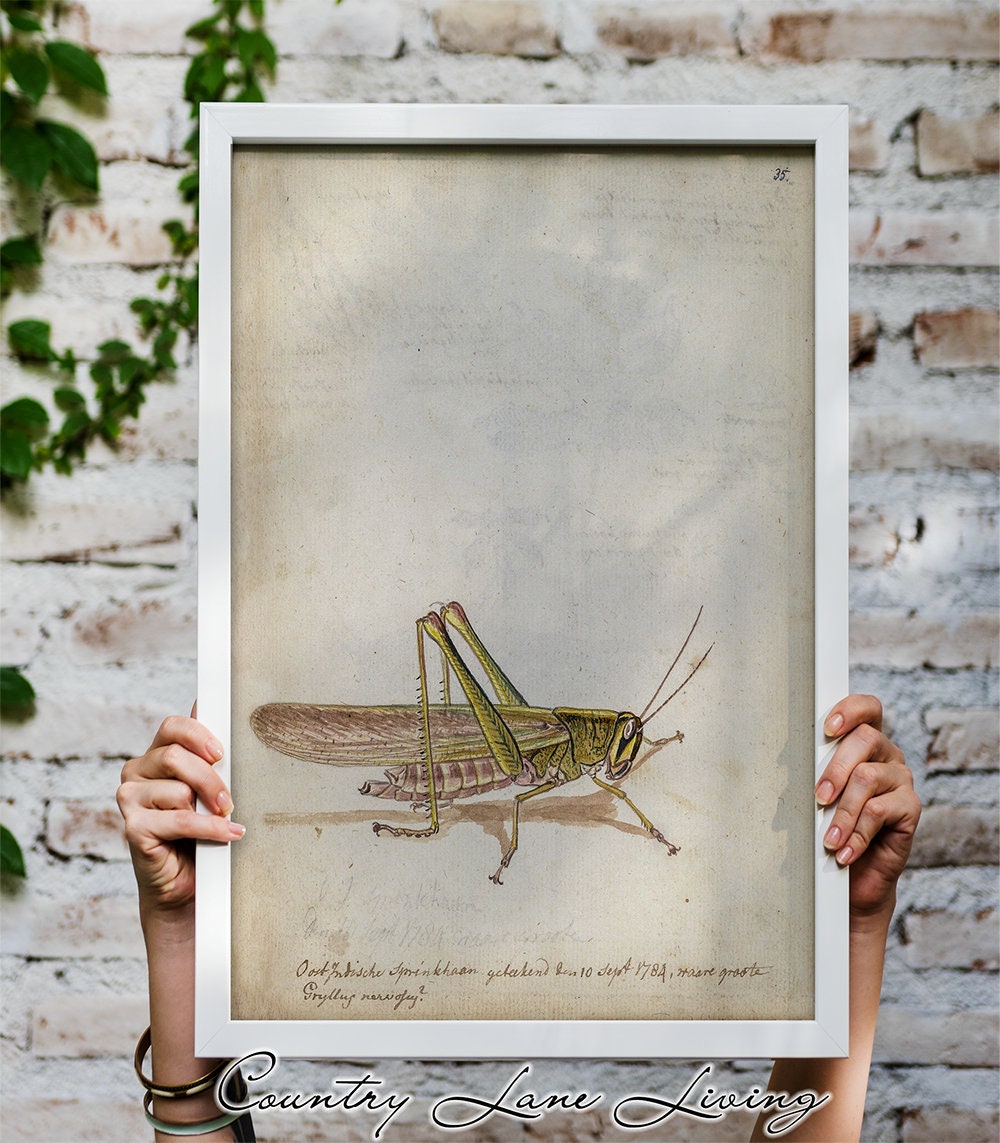 Vintage Grasshopper Drawing Download Aged Book Reference Etsy 日本