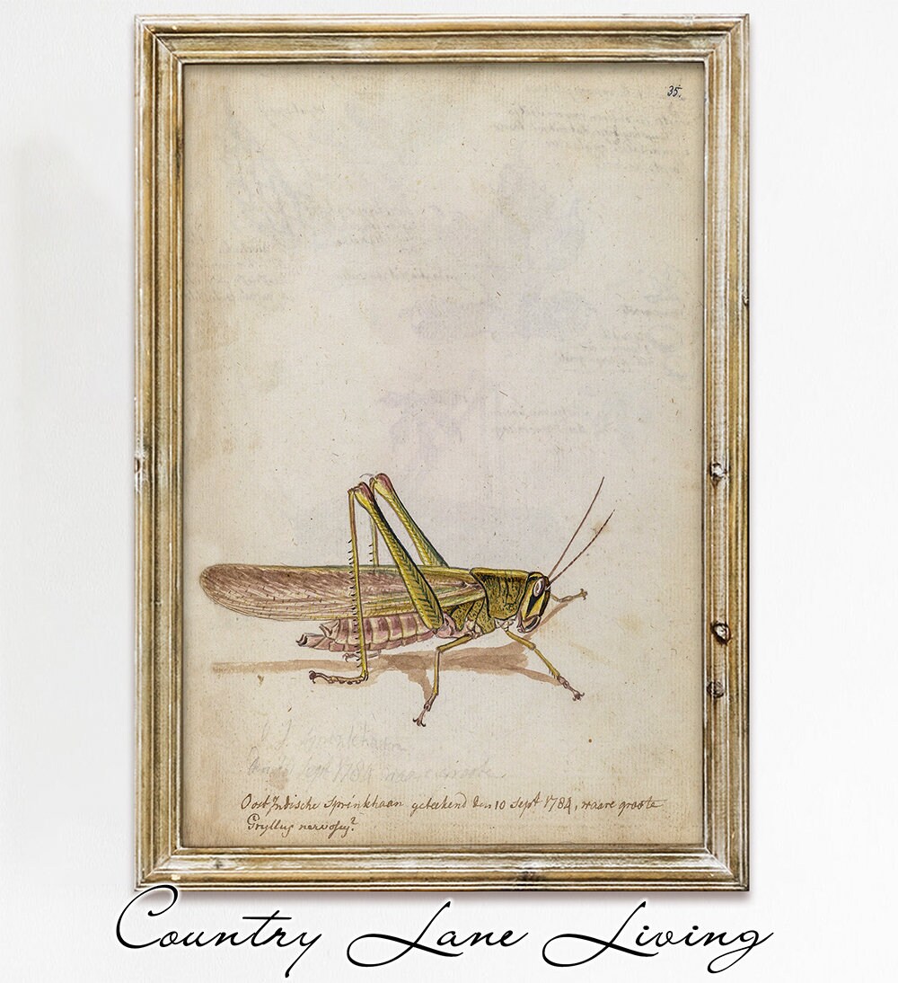 Vintage Grasshopper Drawing Download Aged Book Reference Etsy 日本