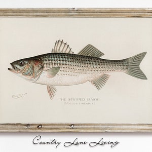 Striped Bass Illustration Download - Aged Book Fishing Reference Beach House Art- Print at Home Poster - Printable Instant Downloadable #555