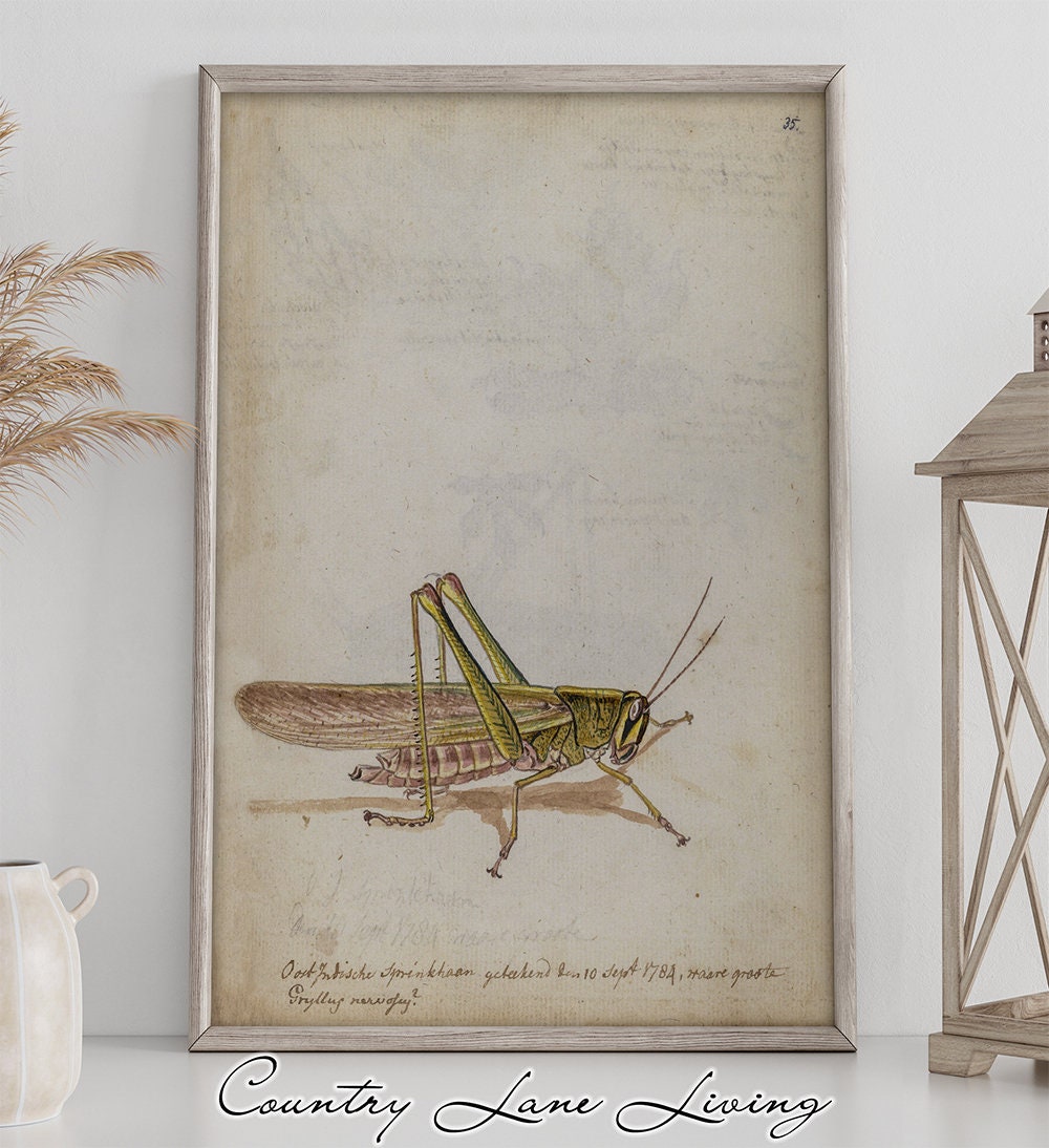Vintage Grasshopper Drawing Download Aged Book Reference Etsy 日本
