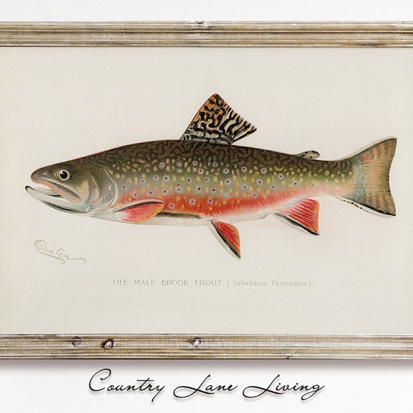 Male Brook Trout Trout Illustration Download - Aged Book Reference Beach House Art-Print at Home Poster- Printable Instant Downloadable #554