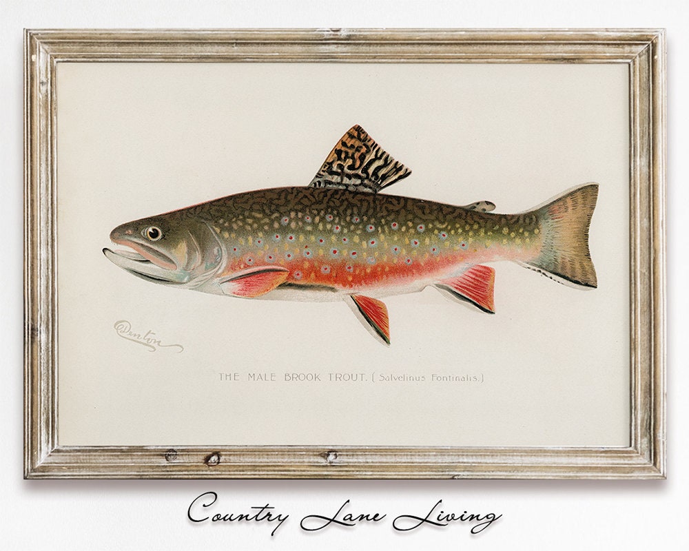 Brook Trout Painting Watercolor 