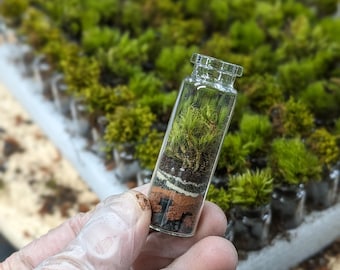 Terrario de bolsillo / Ecosistema en miniatura autosuficiente