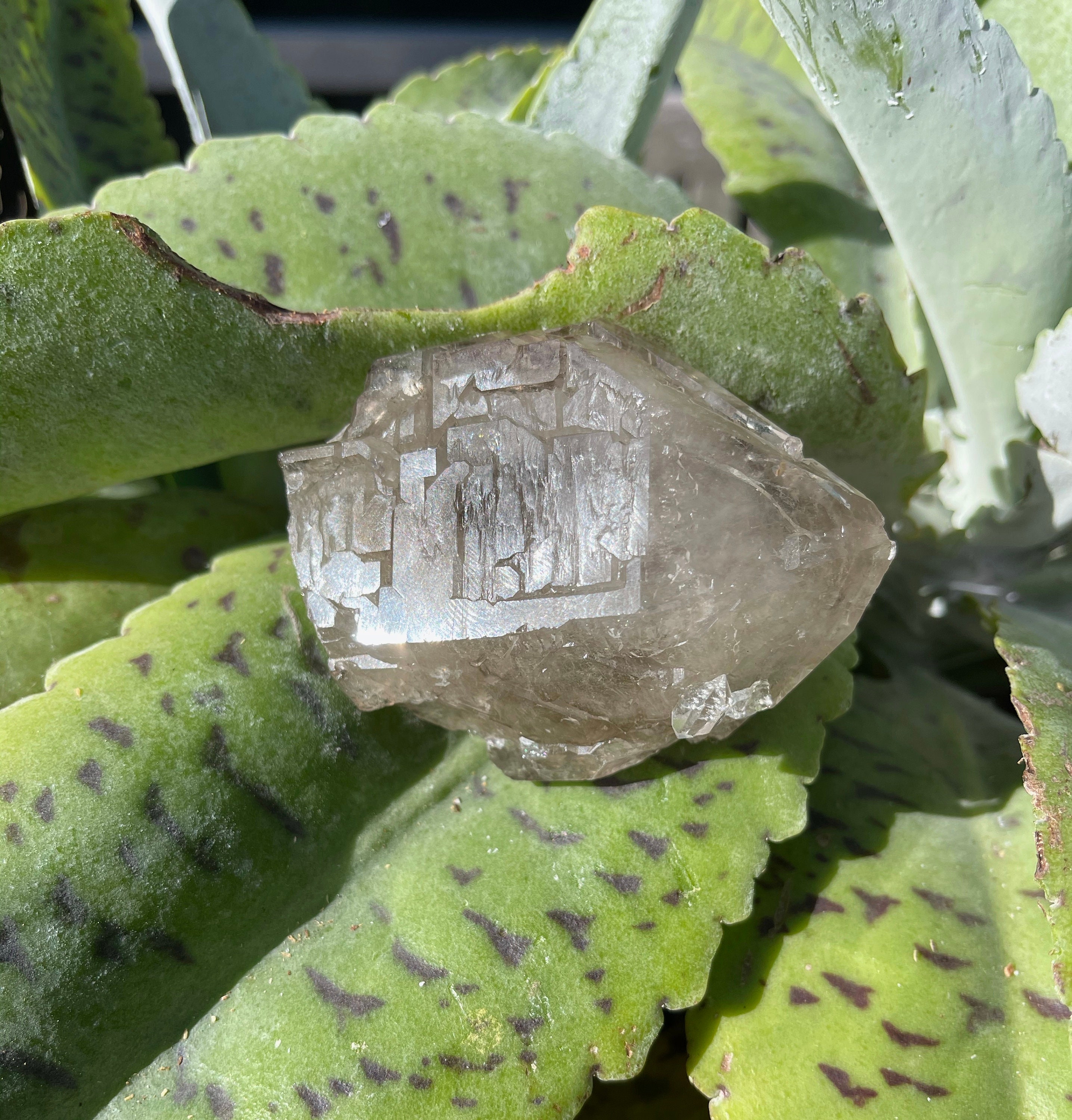 Elestial Quartz Crystal: Skeletal Smoky Citrine