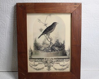 Vintage wood frame with new bird under cloche botanical print Shabby Cottage Garden decor Library