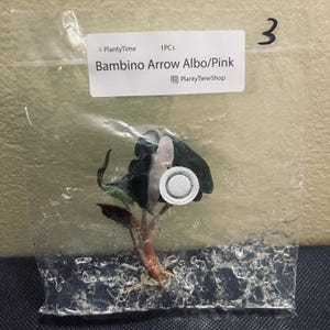 May include: A small plant labeled "Bambino Arrow Albo/Pink" inside a clear plastic bag. The plant has dark green leaves and a reddish stem. The bag also has a white sticker with the text "PlantyTime" and the number "3".