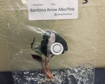 Alocasia Bambino Arrow Albo/Pink - 2 Plantlets Minimum Purchase - US SELLER