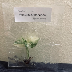 May include: A small Monstera StarShadow plant cutting with variegated green and white leaves, sealed inside a clear plastic bag. A white label at the top displays the text PlantyTime 1PCs Monstera StarShadow and the Instagram handle PlantyTimeShop.