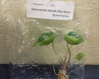 Könnte beinhalten: Ein Heterophylla Metallic Blue Aurea Pflanzensteckling in einem durchsichtigen Plastikbeutel. Die Pflanze hat zwei große grüne Blätter und ein paar kleinere. Auf dem Etikett steht "Heterophylla Metallic Blue Aurea" und "PlantyTimeShop".