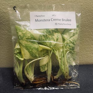 Monstera Creme Brulee - PACK of 5 - US SELLER