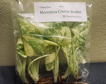 Monstera Cream Brulee, Rare Plant, Rooted, High Variegated