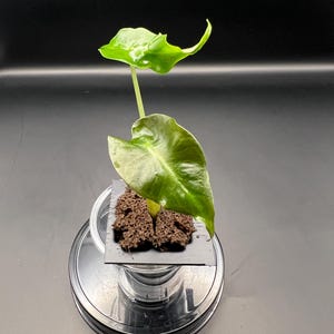 Alocasia Venom US Seller Pre-Order LATEST ships 9/8