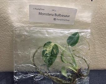 Monstera Bulbasuar - 1 Plantlet - US SELLER