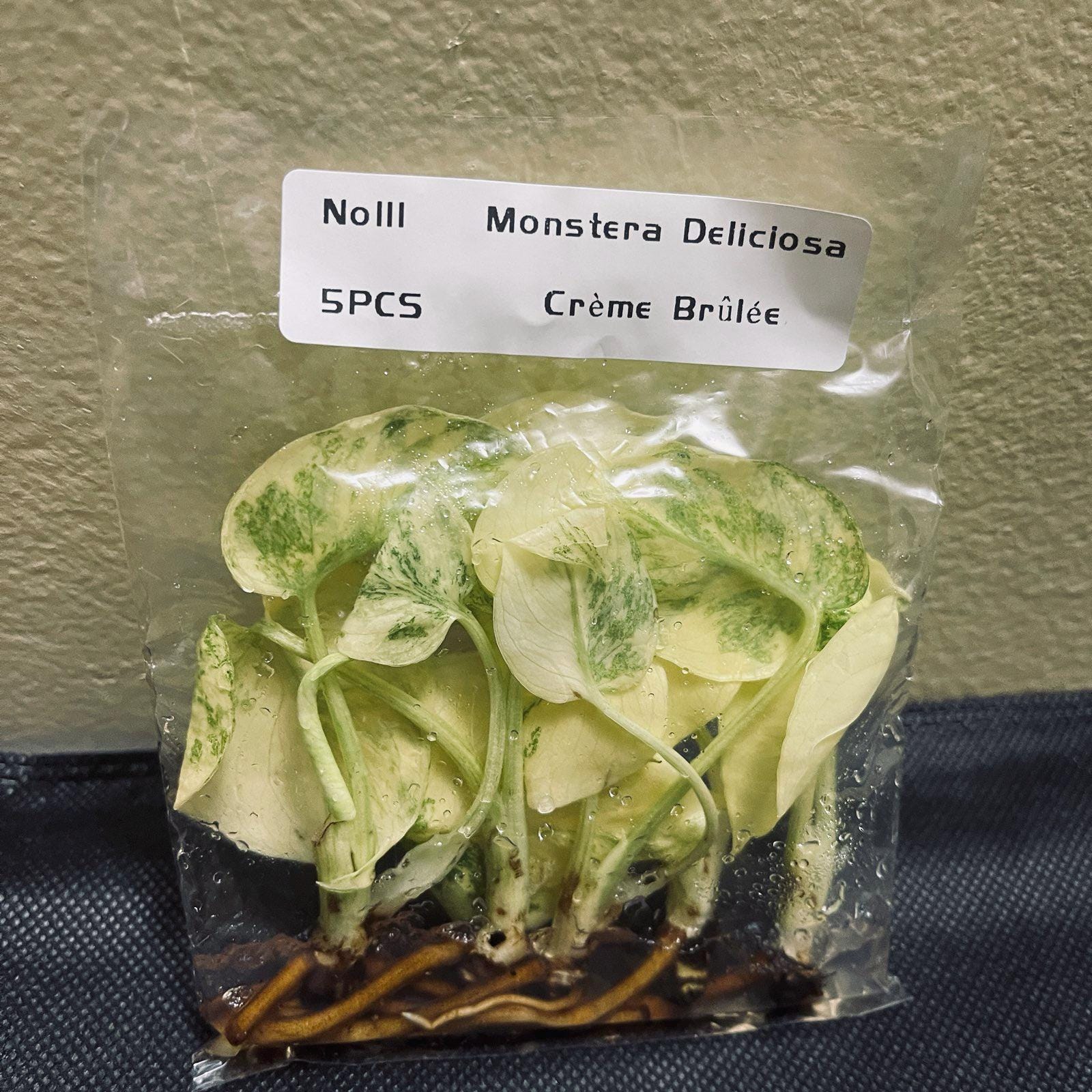 t*p様 L010 Creme Brulee モンステラ・クレームブリュレ Monstera Crème Brulée - Etsy YO522Monstera Creme Bruleeモンステラ