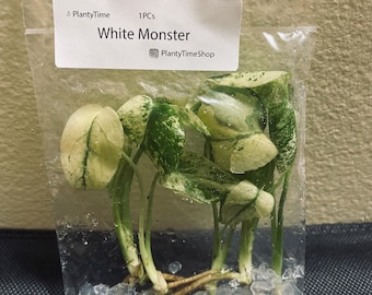 Monstera White Monster - PACK of 5 - US SELLER