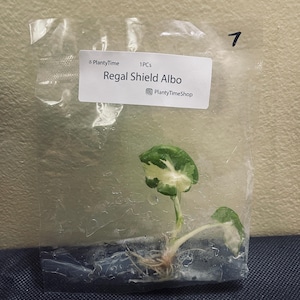 May include: A small plant with green and white leaves is packaged in a clear plastic bag. The label reads "Regal Shield Albo" and "PlantyTimeShop". The number "7" is written in black marker on the bag.