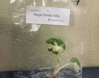 Könnte beinhalten: Eine kleine Pflanze mit grün-weißen Blättern ist in einem durchsichtigen Plastikbeutel verpackt. Auf dem Etikett steht "Regal Shield Albo" und "PlantyTimeShop". Die Zahl "7" ist mit schwarzem Marker auf den Beutel geschrieben.