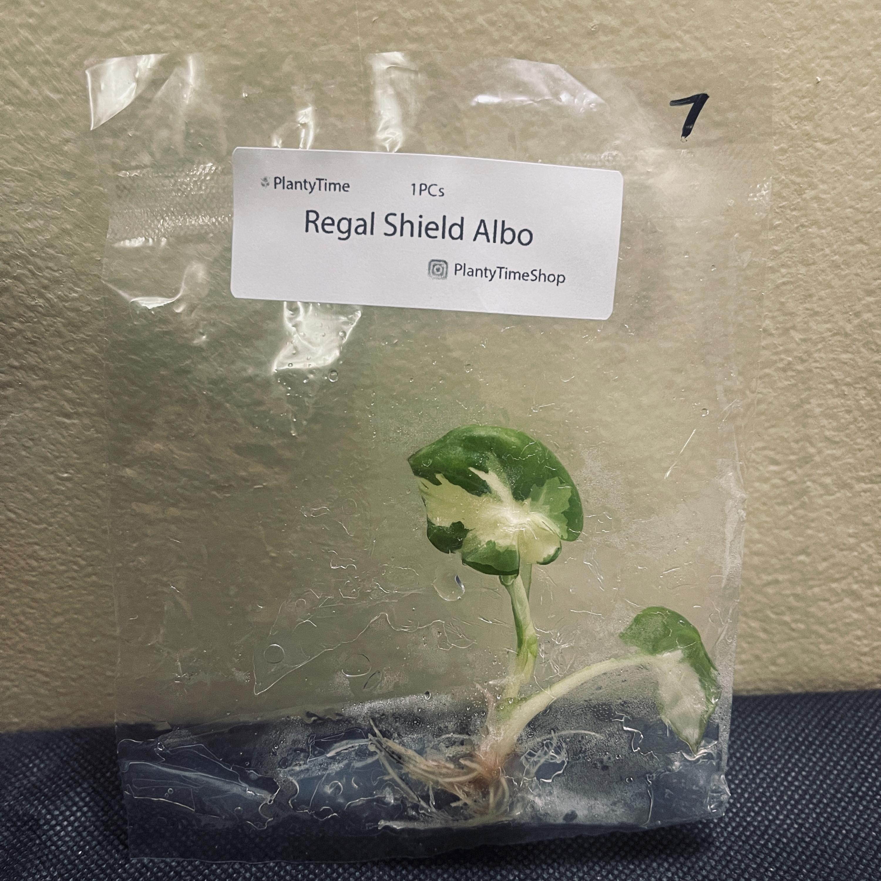 Alocasia Regal Shield Albo - 1 Plantlet - US SELLER - Etsy