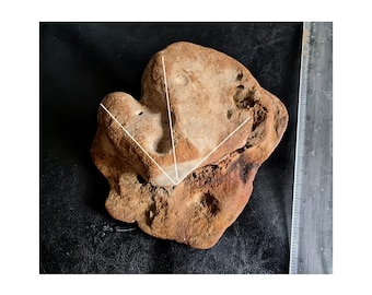 Fantastiskt - En äkta brittisk fossil dinosaurie, helt naturlig fotavgjutning bevarad på naturlig sockel - Brittiskt fossil - Dinosauriefossilfotavtryck