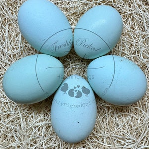 12+ WTB Whiting True Blue unwashed chicken eggs