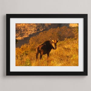 Impression de gnous dans les prairies : photographies de la faune africaine (téléchargement numérique)