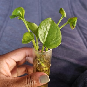 May include: A small, clear glass cylinder containing water and a green plant cutting with several heart-shaped leaves. The plant has visible roots submerged in the water within the transparent vessel, which is held upright to display the foliage.