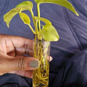 May include: A neon pothos plant cutting with heart-shaped, variegated lime green and yellow leaves, submerged in a clear cylindrical glass tube filled with water, showcasing a visible network of light-coloured roots extending to the bottom.