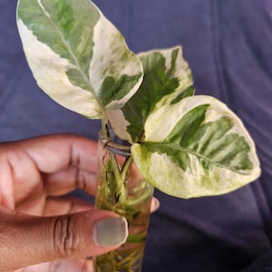 May include: A small clear glass test tube containing water and a variegated pothos plant cutting. The plant features heart-shaped leaves with a distinct pattern of creamy white and deep green sections. Visible roots are submerged in the water.
