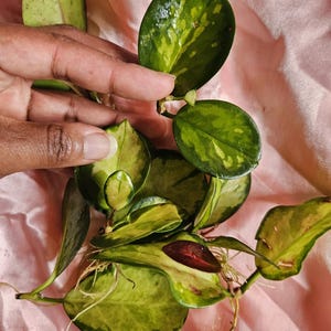 May include: Close-up of a Hoya plant with variegated green and yellow leaves. The leaves are oval-shaped and have a glossy texture. Some leaves have a reddish-brown hue. The plant is held by a hand against a pink background.