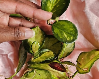 Hoya Australis Lisa - Fresh Plant Cuttings – Easy Propagation – Free Shipping – Indoor Houseplant Starter