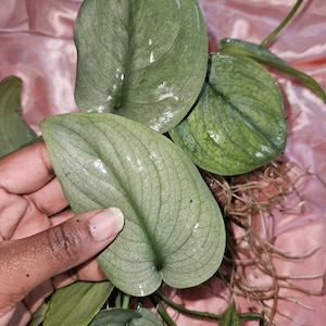 May include: Close-up of a Scindapsus pictus plant, also known as Satin Pothos, with large, heart-shaped leaves. The leaves are a muted green with silver variegation and visible veining. The plant has exposed roots and is held by a hand.