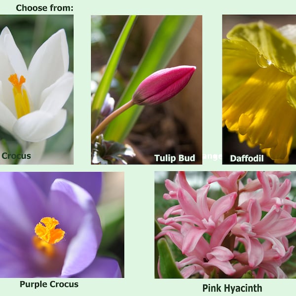 White Crocus, Purple Crocus, Pink Tulip, Yellow Daffodil and Pink Hyacynth Photo Greeting Card