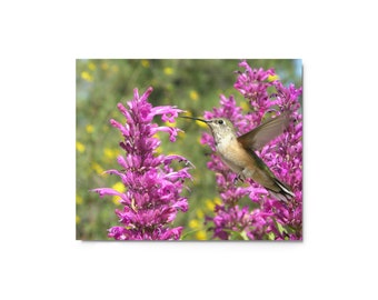 Metal Print Wall Art Hummingbird and Pink Flower