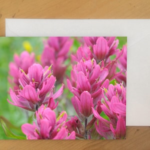 Rosy Paintbrush Wildflower Photo Greeting Card Assortment.