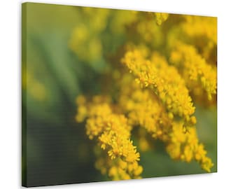 Canvas Gallery Wrap Golden Rod Flower Photo