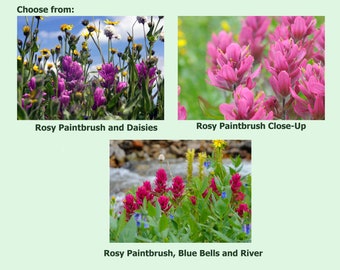 Rosy Paintbrush Wildflower Photo Greeting Cards.