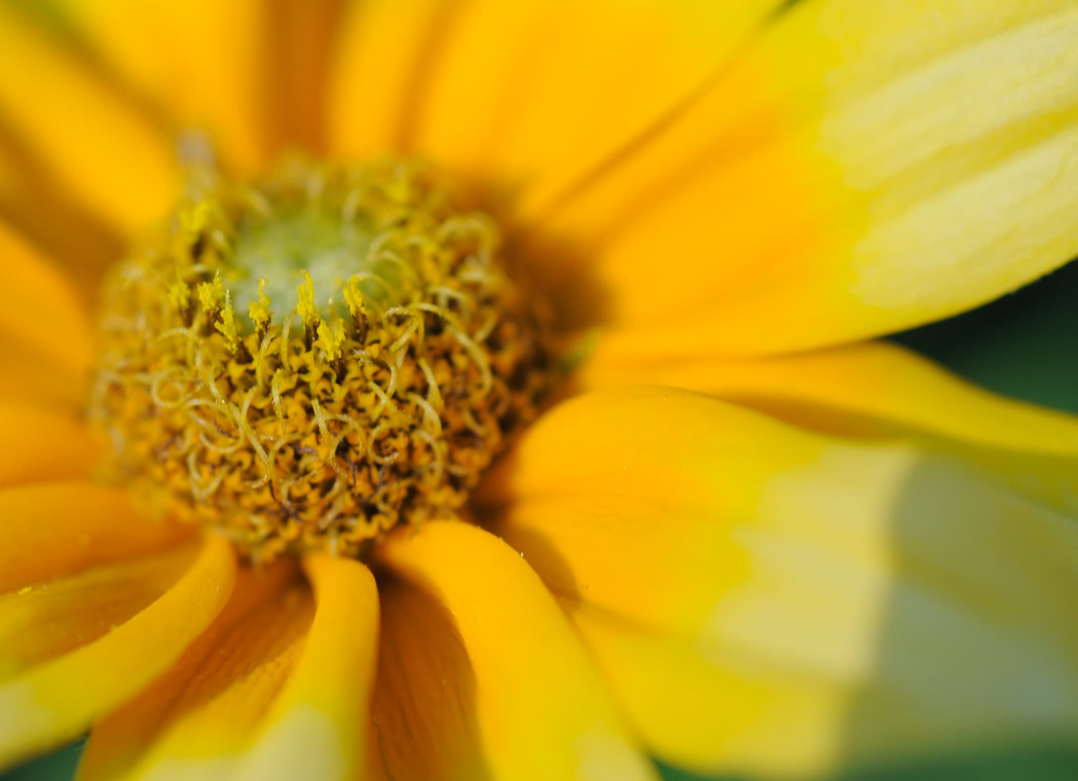 Yellow Flower Photo Cards. Coreopsis, Blanket Flower, Iris and