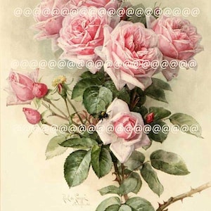 Dekoratives Vintage Papier Vintage Rosen Decoupage Papier Dies ist kein Seidenpapier!