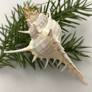 Murex Shell Christmas Tree Ornament
