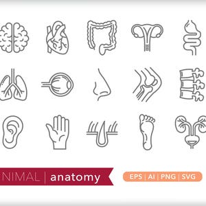 Anatomy Icons: Science Illustrations SVG, AI, PNG (Digital Download)