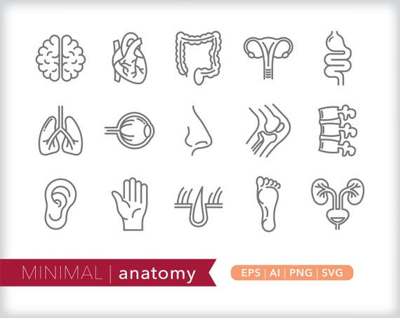 Anatomy Line Icons Science Icon Illustrations Eps Ai Png Etsy