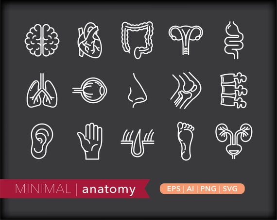 Anatomy Line Icons Science Icon Illustrations Eps Ai Png Etsy
