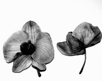 Black and White Orchids Photo Print, Orchids Wall Art, Floral Wall Art, Fine Art Photography