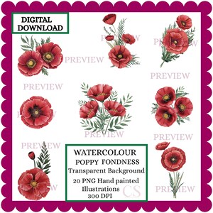 20 fleurs de pavot à l'aquarelle.  Illustrations peintes à la main, 300 DPI, arrière-plan PNG transparent, rouge vif.