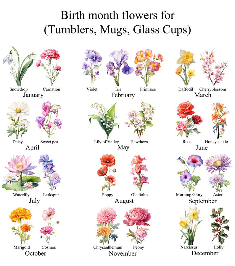 May include: A chart of birth month flowers, with a watercolour illustration of each flower. The chart is divided into 12 months, with the name of the flower and month listed below each illustration.